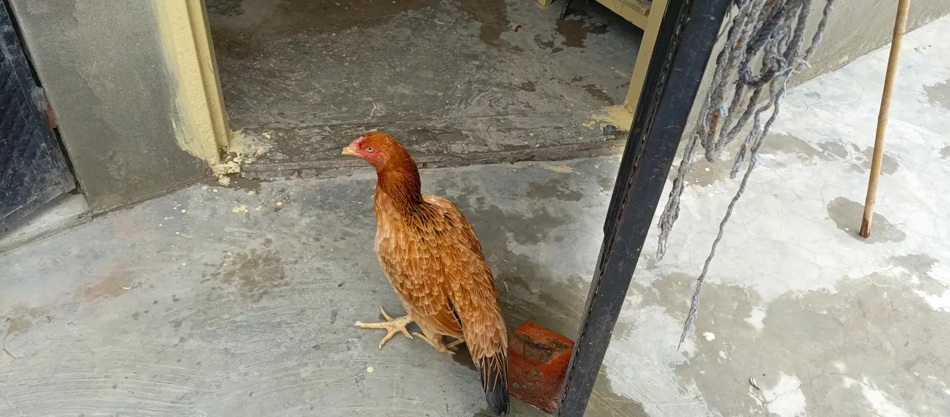 I want to sell urgent — photo 2