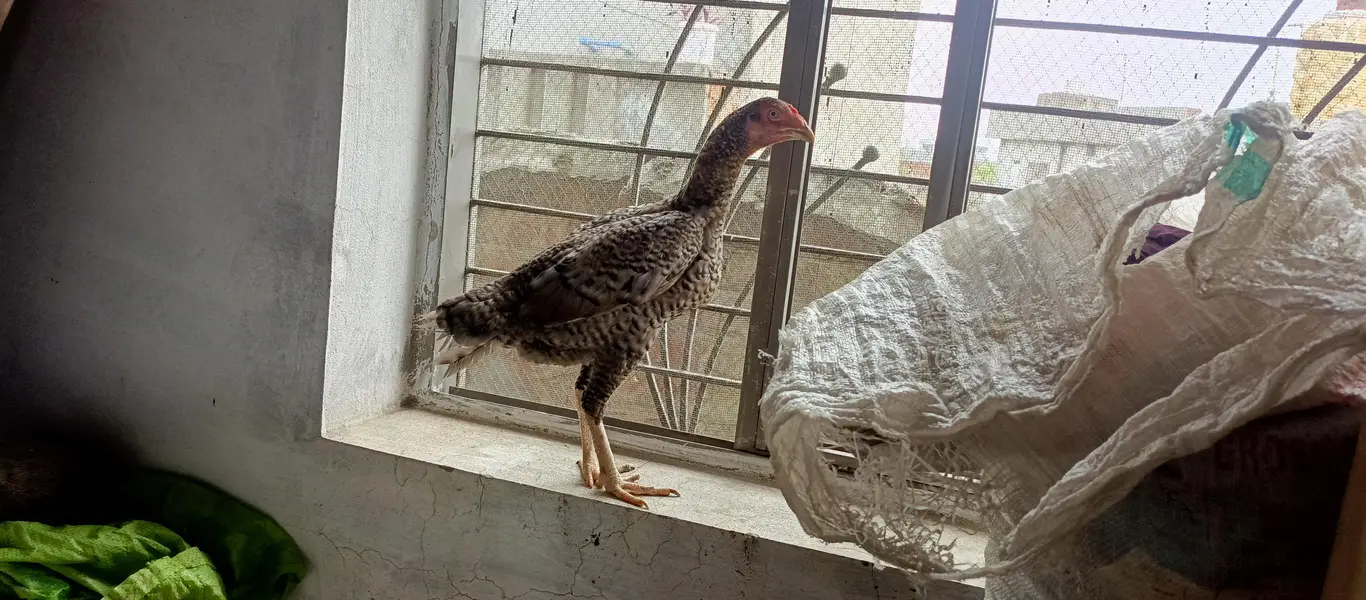 I want to sell urgent — photo 4