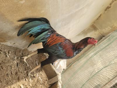 murgha aseel sindhi thai colorfull like more shoq ki chiz