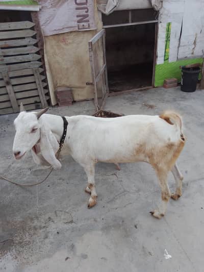 Bakri with Bacha Gulabi