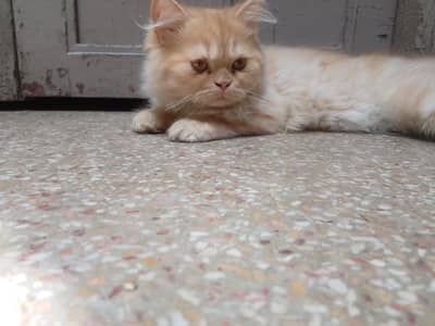 Pure Persian Kittens in Punch face | Healthy & Fluffy | Lahore