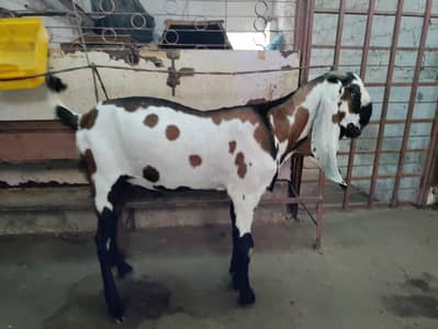 nagra daba breeder 4dantand bakre
