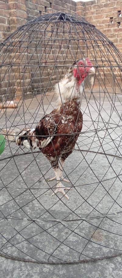 Aseel murga for sale