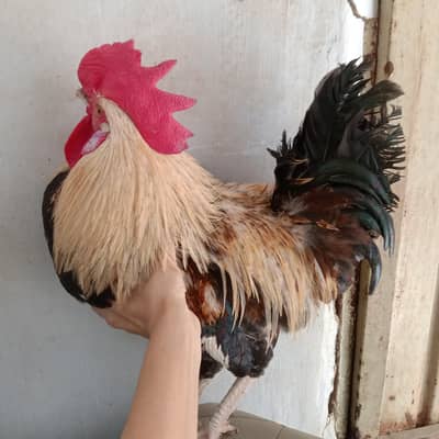 murgi murga