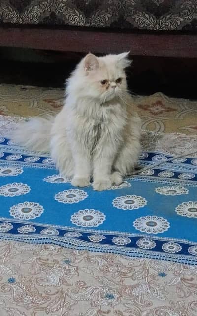 near to piki female cat 