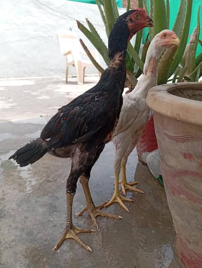 shamo high quality