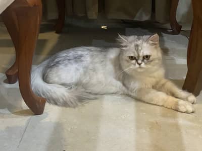 Premium Persian Cat & Persian × British Longhair Kittens Available