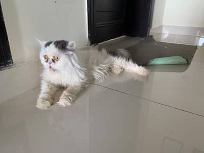 cat looking  for new home