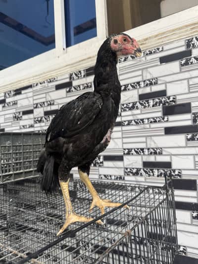 Black Pair European Shamo Original Imported Bloodline