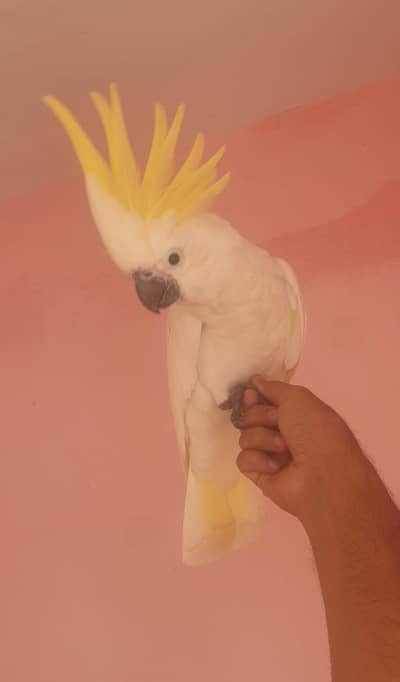 Cockatoo well tamed/03152248124