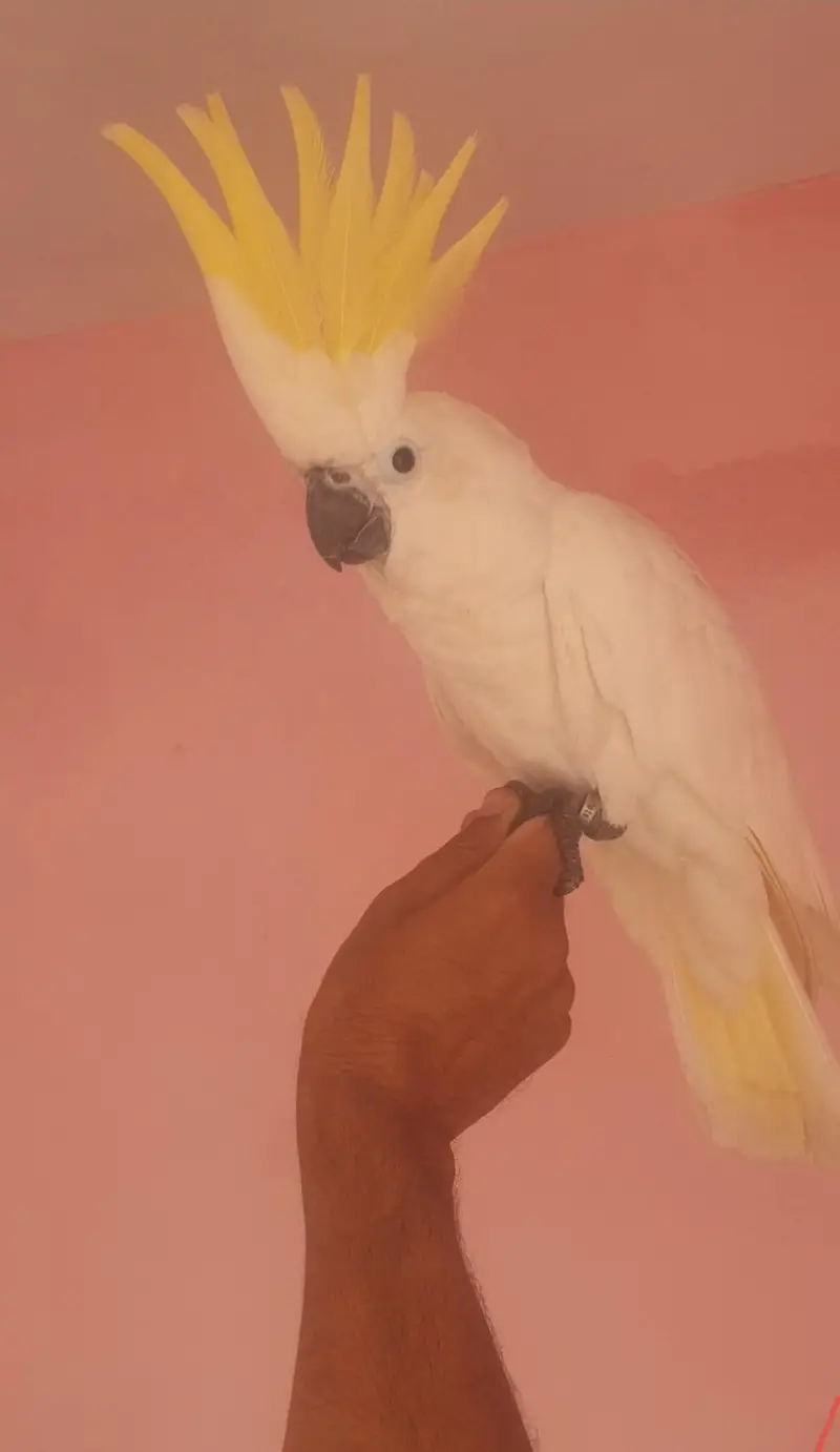 Cockatoo well tamed/03152248124 — photo 2