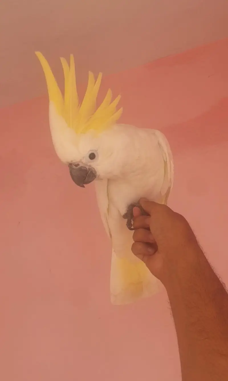 Cockatoo well tamed/03152248124 — photo 3