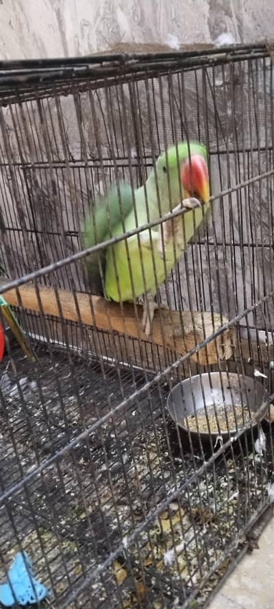Parrot (Breader)
