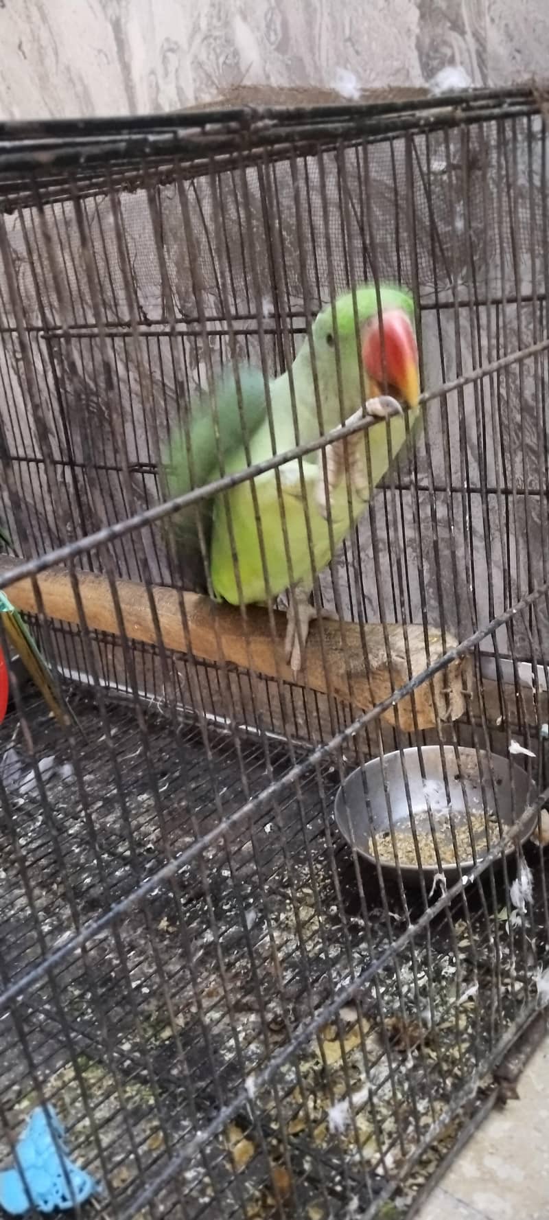 Parrot (Breader) 0