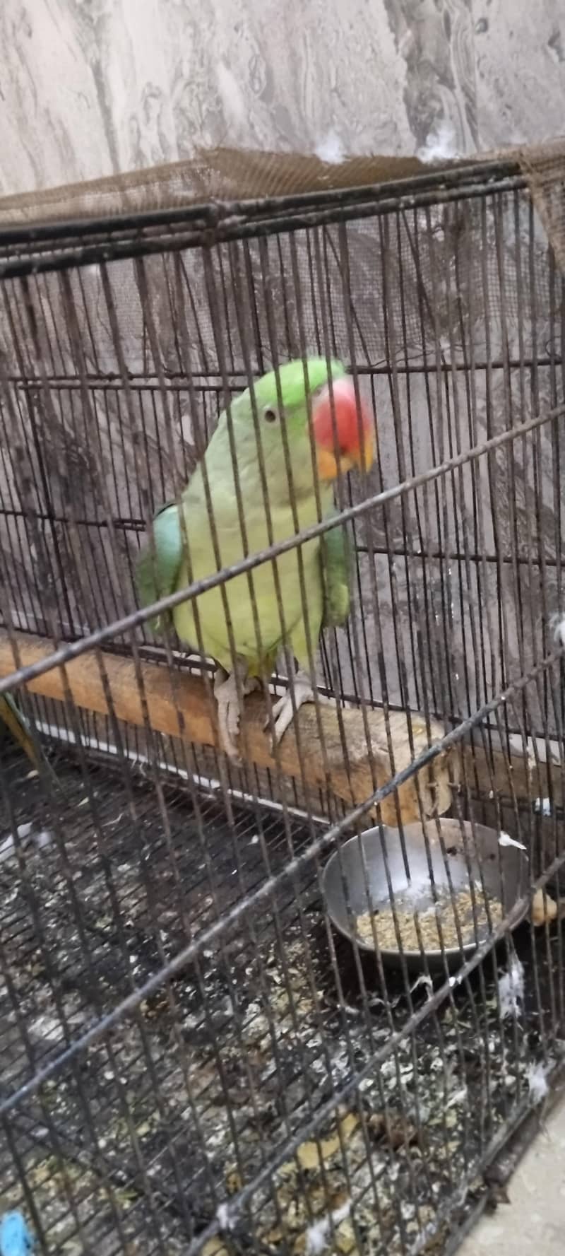 Parrot (Breader) 1
