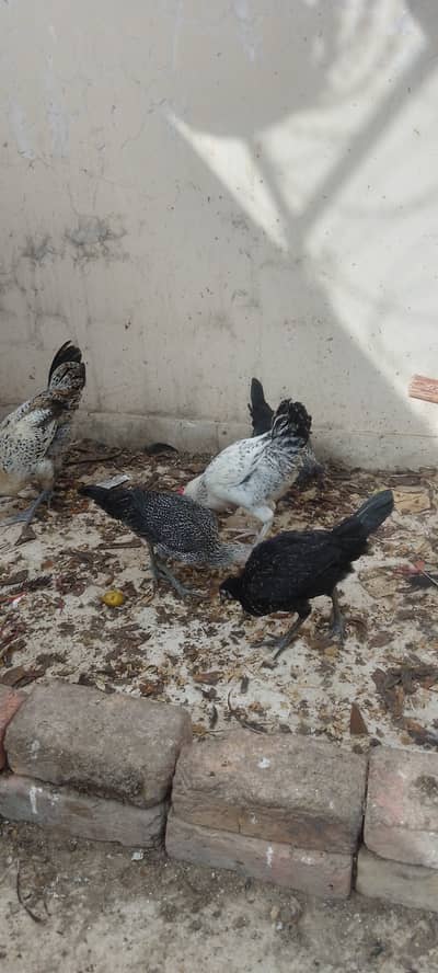 Misri hen