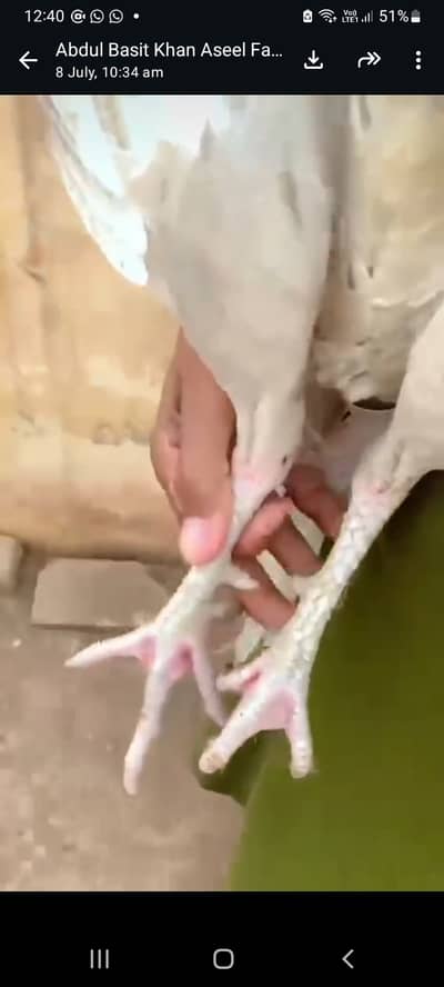 AZ Aseel FarmOkara kisi bi tara k murge or chicks Avai Abel ha contra