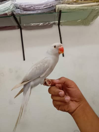 hand tame full frndly