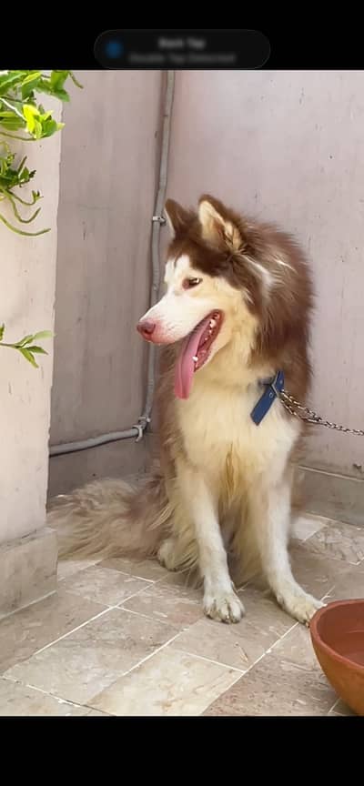 Husky Biggest Wooly Coat Siberian Husky  pedigree dog