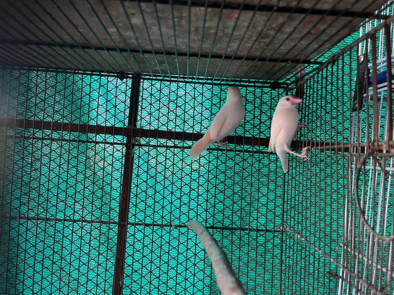 Pastel Fawn & Gold Java & Split pastel Fawn Java 2