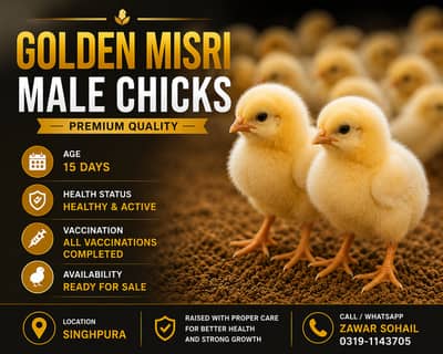 Golden Misri Male Chicks - 15 Days Old - Fully Vaccinated