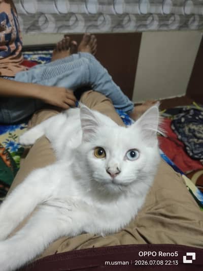 cat Sialkot bypass