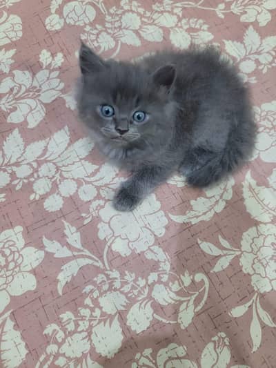 russian grey kitten for sale