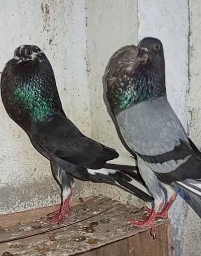 Per Piece | Pigeons | Gubara | Males | King Pigeon | 0323 | 4367769