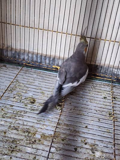  Cockatiel Male for Sale 