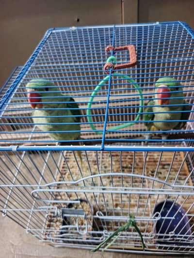 Raw parrot