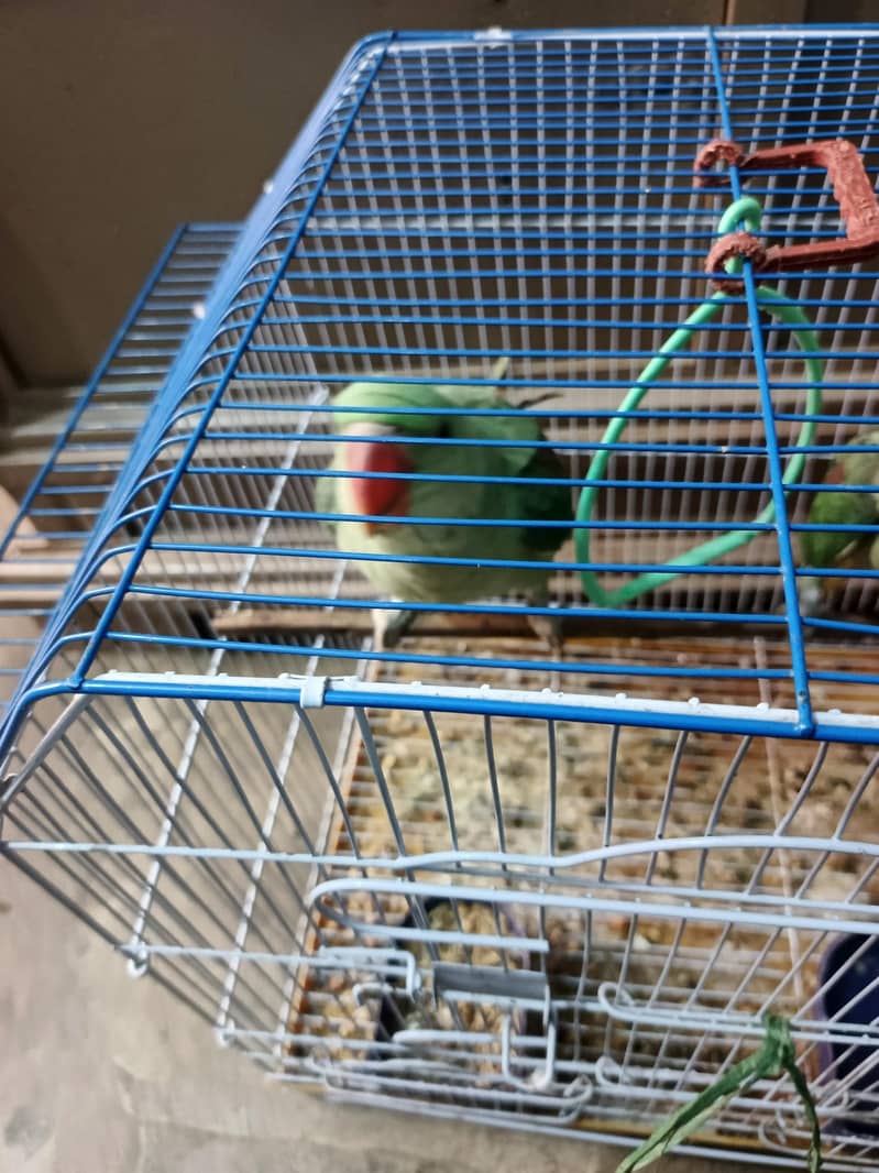 Raw parrot 1