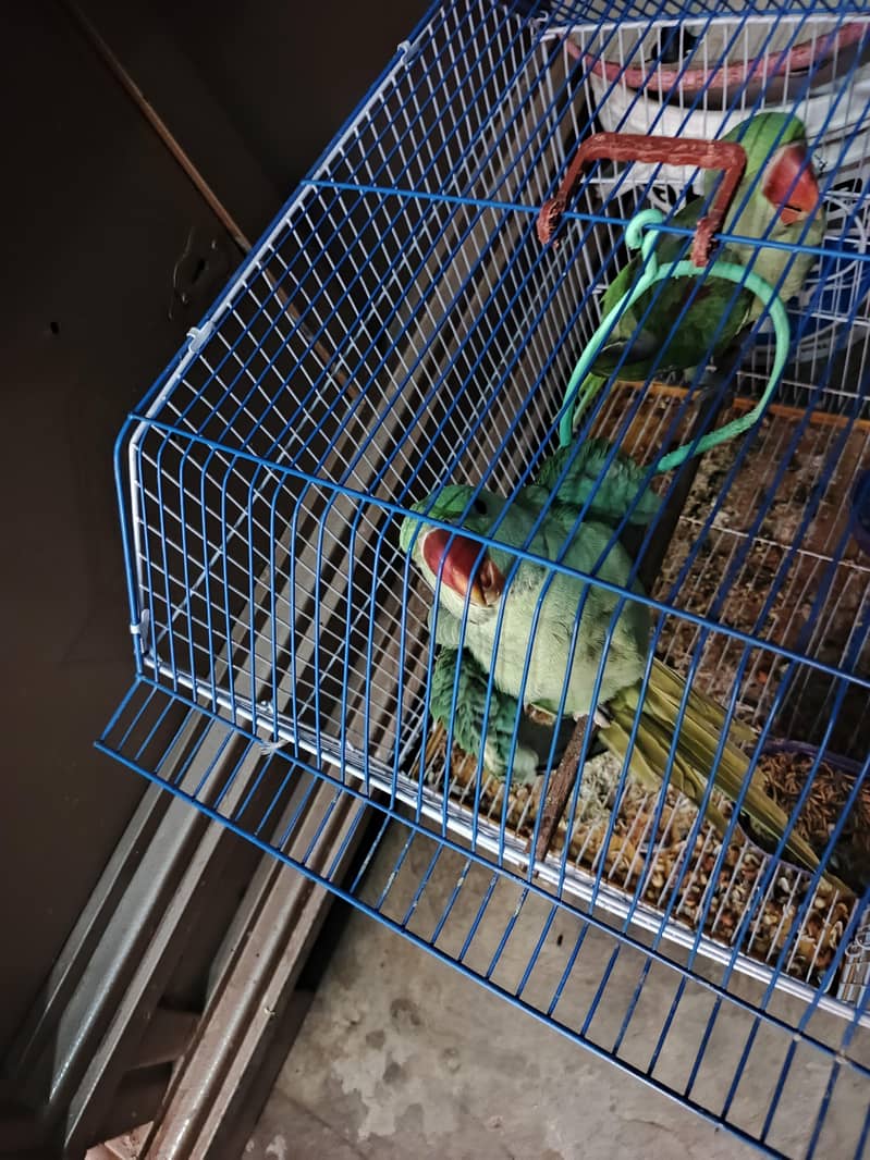 Raw parrot 2