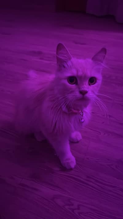persian male female cat pair crossing