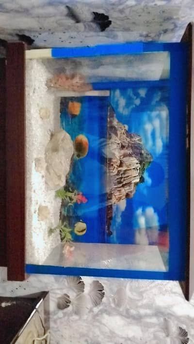 FISH  BOXPREMIUM