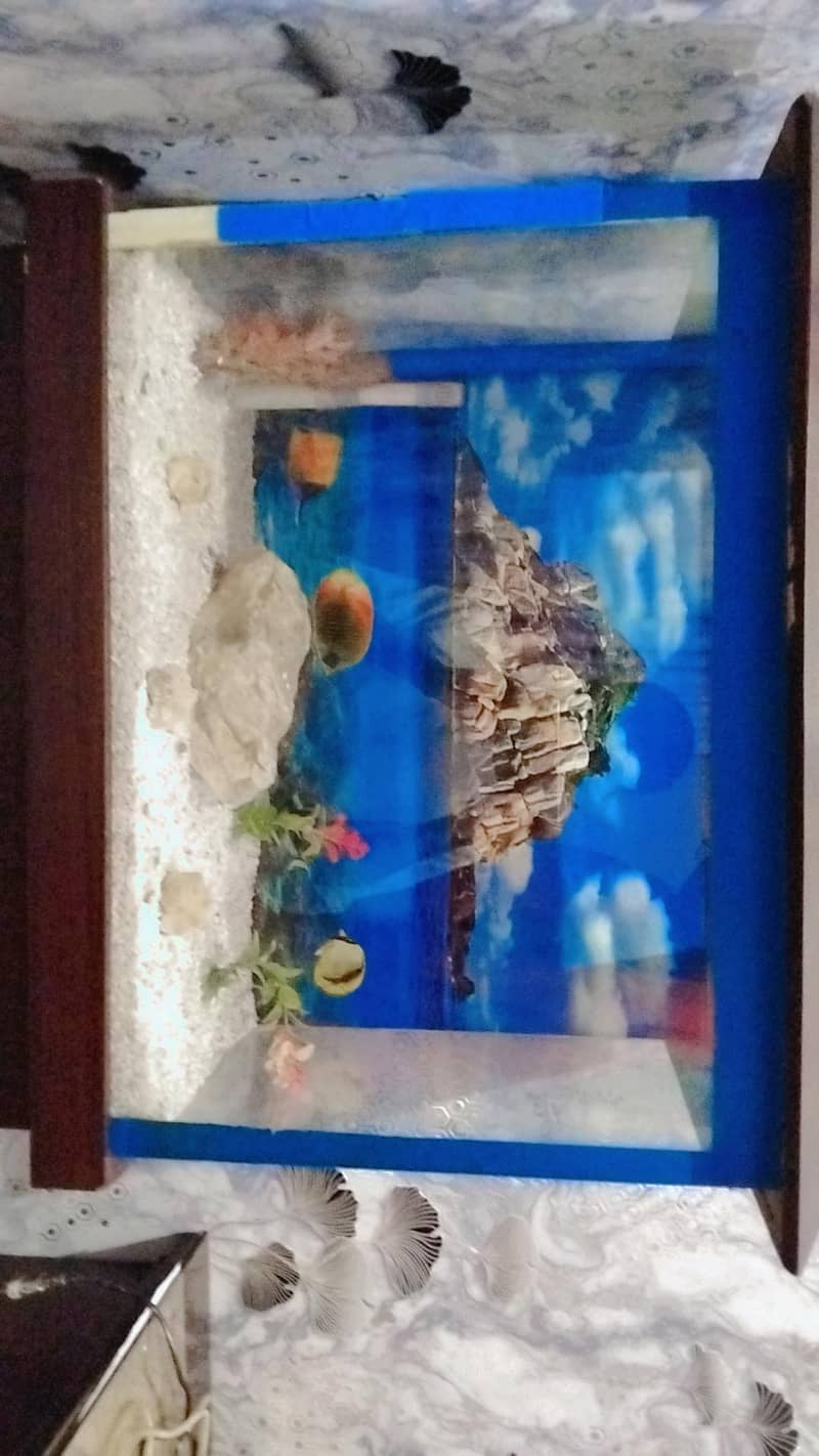 FISH  BOXPREMIUM 0