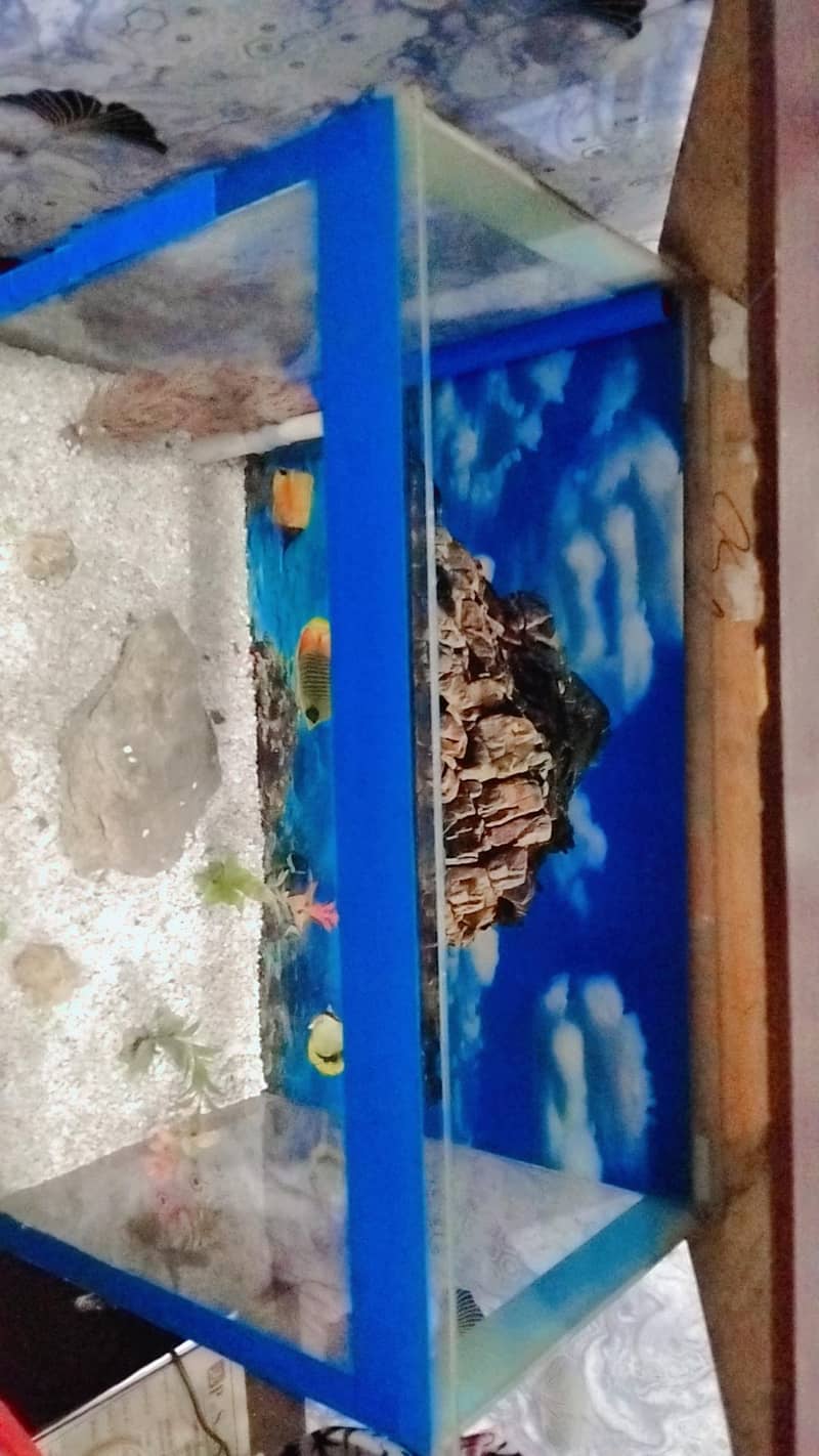 FISH  BOXPREMIUM 2