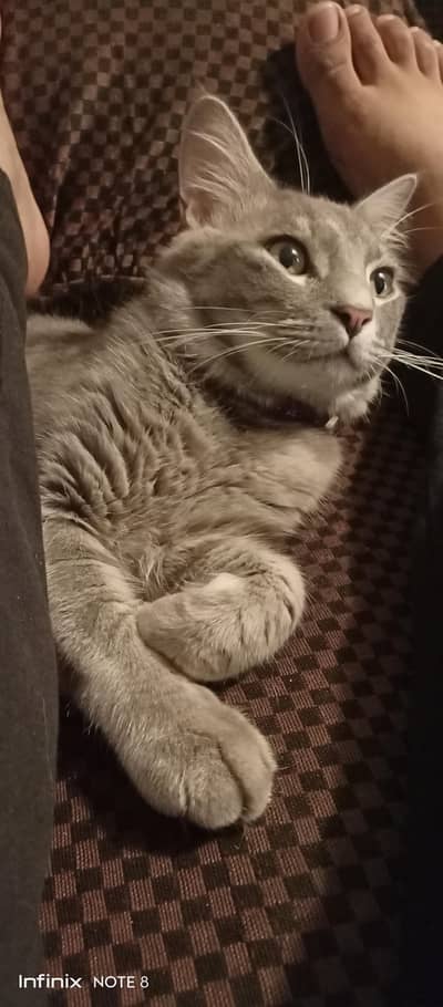 1 Persian & 1 British cat available