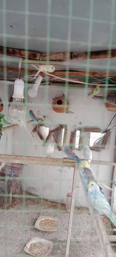 parrots sale
