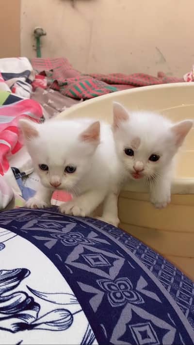 Kittens new born