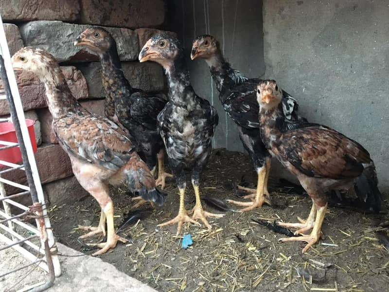 Aseel chicks 0