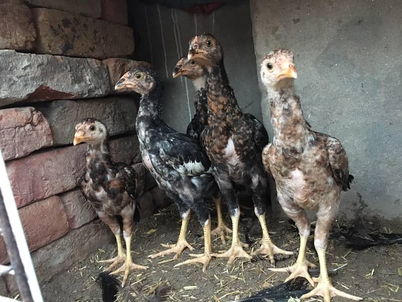 Aseel chicks 1