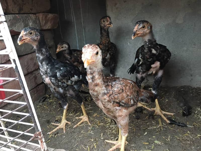 Aseel chicks 2
