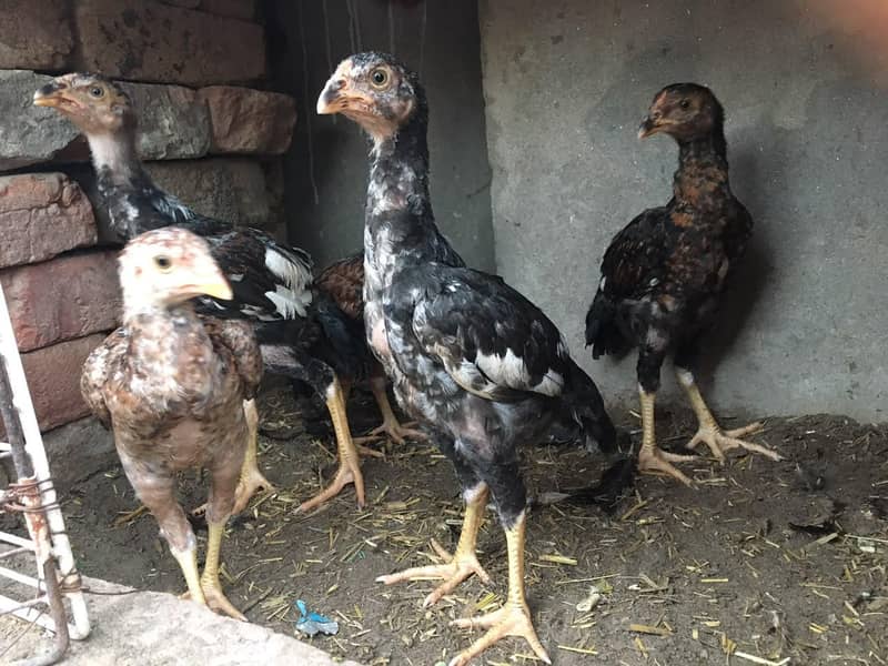 Aseel chicks 3
