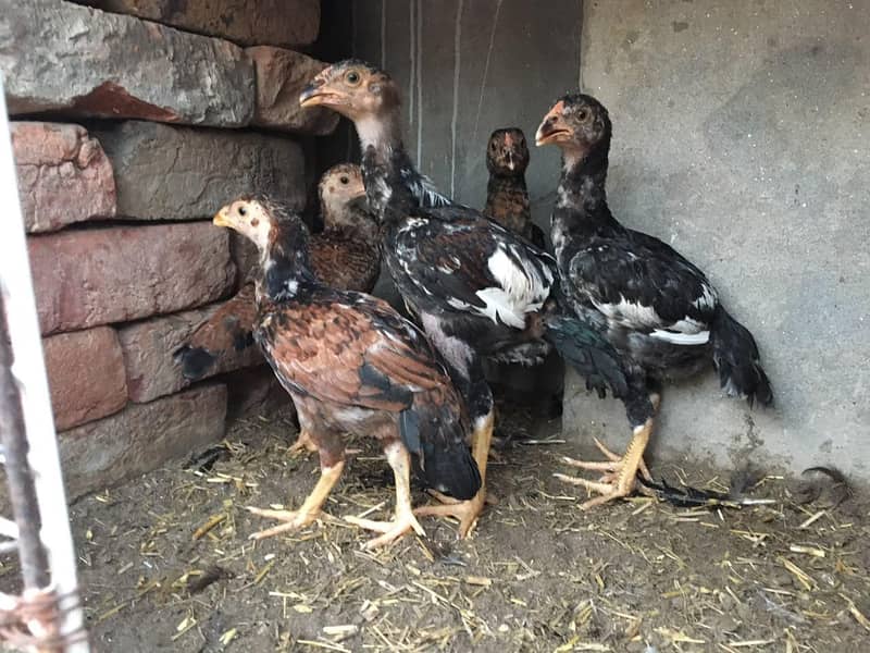 Aseel chicks 4