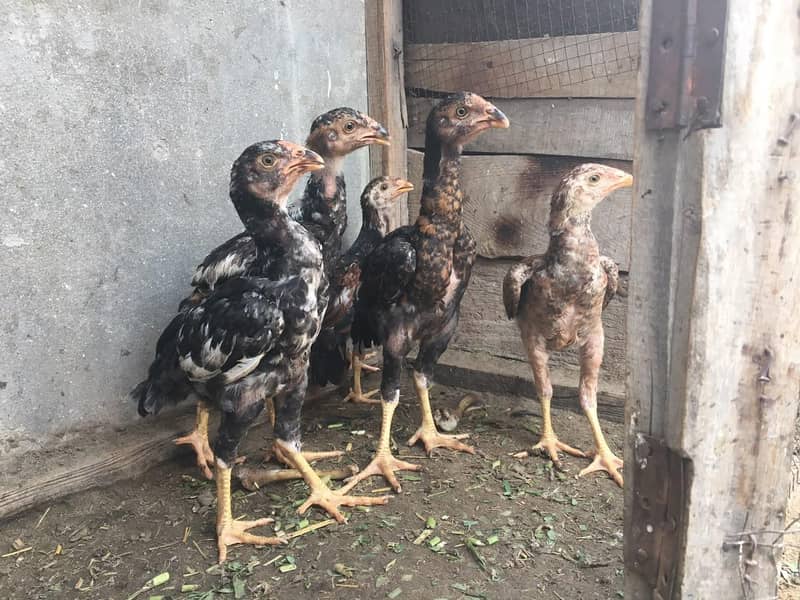 Aseel chicks 5
