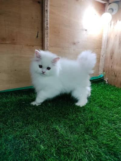 Persian Kittens |White persian Kittens |Triple Coated Kittens For Sale