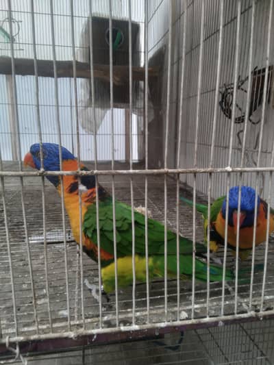 Breeder pair