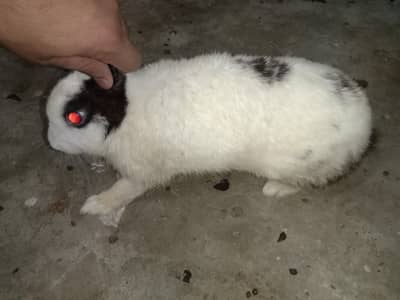 breeder male rabbit 03224186572