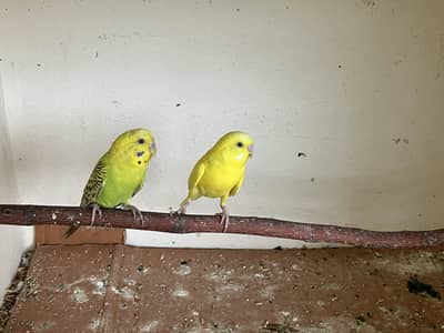 Australian Budgies Breeder Pair