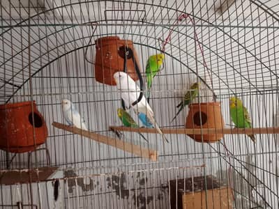 bajari parrots prayer for sale